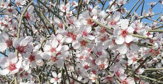 ارژن / بادام کوهی